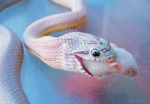 Colubrid feeding