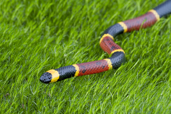 coral snakes