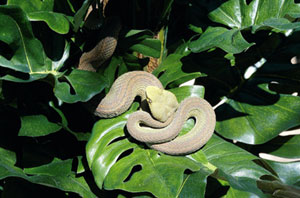 eyelash viper