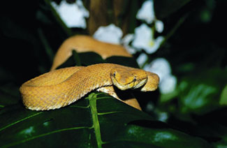 eyelash viper