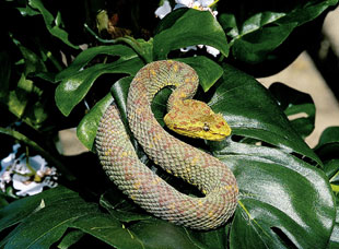 red eyelash viper snake