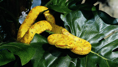 eyelash viper