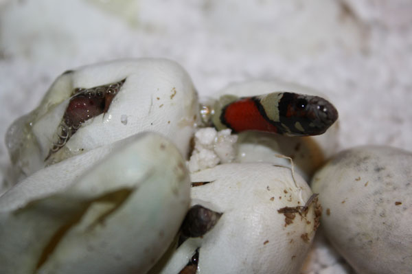 Mexican kingsnake hatching