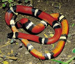 The Sinaloan milksnake in Alamos, Mexico