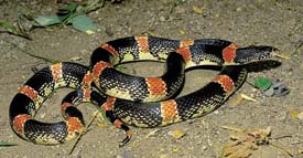 The Mexican long-nosed snake