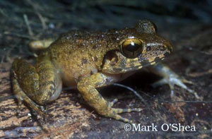 Direct breeding frog 