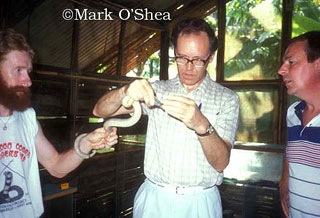 From left to right: Mark O'Shea, Prof. David A.Warrell (Oxford University) milking small-eyed snake, and Prof R.David G.Theakston (Liverpool School of Tropical Medicine) at C.R.I.