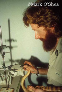 Mark O'Shea milking a New Guinea small-eyed snake