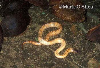 New Guinea small-eyed snake (Micropechis ikaheka)