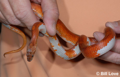 pied-sided corn snake