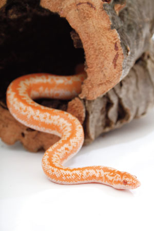 rosy boa snake