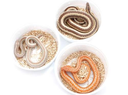 rosy boas have three distinct lines running down their bodies