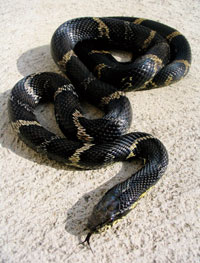 Russian Rat Snakes are said to have personalities compared to most snakes