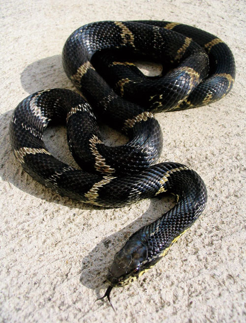 Red Rat Snake For Sale - Upriva Reptiles