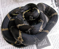 The Russian rat snakes often prefer smaller food