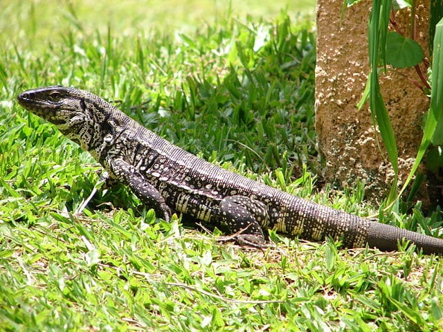 Florida Bill Would Ban Sale And Possession of Tegus and Green Iguanas