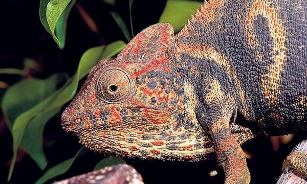 Oustalet’s Chameleon Care and Breeding