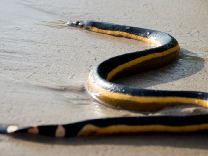 Yellow-Bellied Sea Snake Found On Silver Strand Beach In California