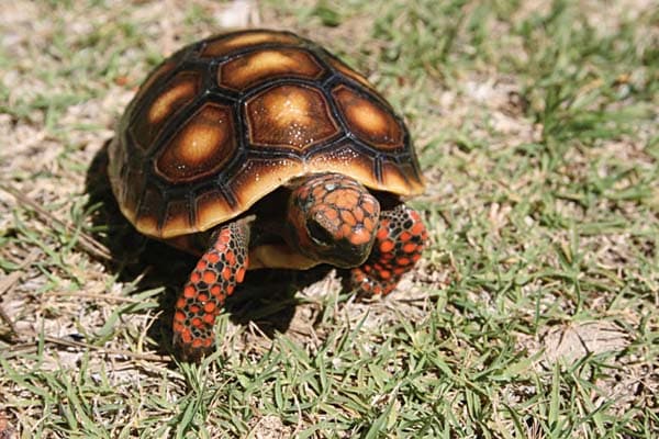 Keeping And Caring For Red- and Yellow- Footed Tortoises