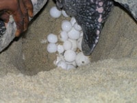 Leatherback Sea Turtle Populations Show Growth