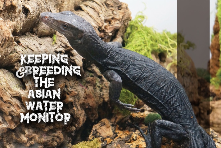 Asian Water Monitor Breeding And Care Tips