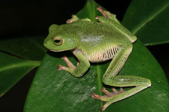 Starry Frog Rediscovered in Sri Lankan Rainforest