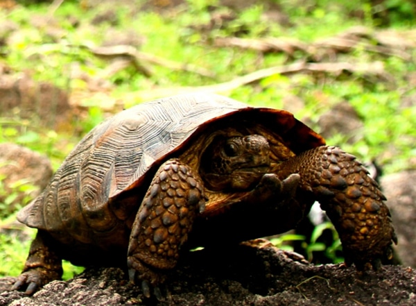 New Desert Tortoise Species Discovered and Described