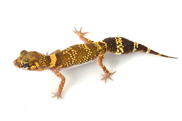 Australian barking geckos