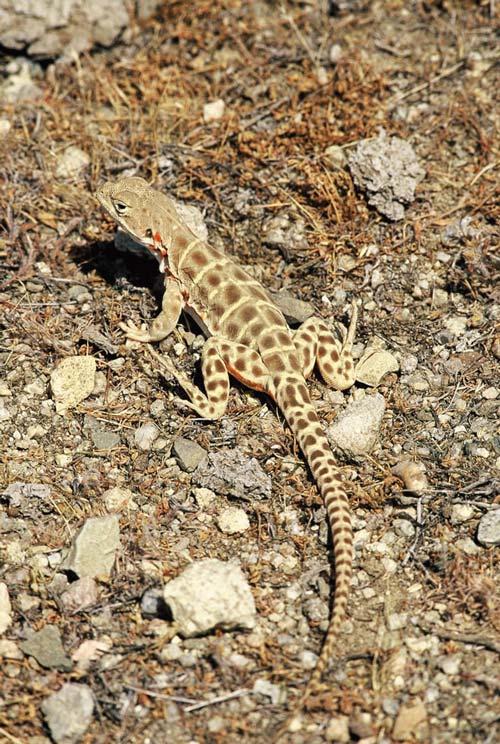 leopard lizard