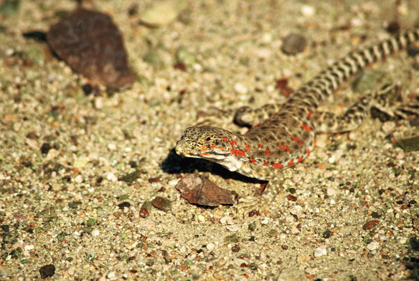 leopard lizard