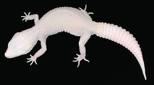 The Diablo Blanco Leopard Gecko doesn't need UVB lighting
