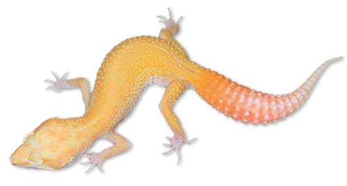 Raptor Leopard Gecko