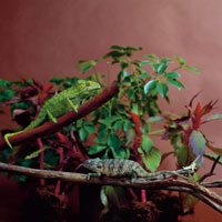 Carpet Chameleon Breeding - Reptiles Magazine