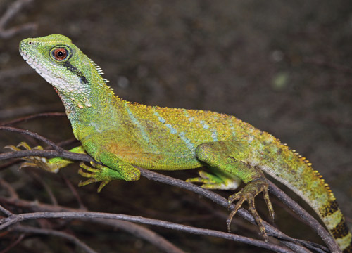 chinese water dragon