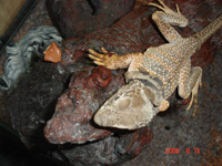 collared lizard