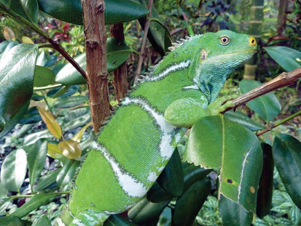 Fiji crested iguana