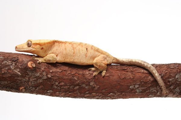 Crested Gecko