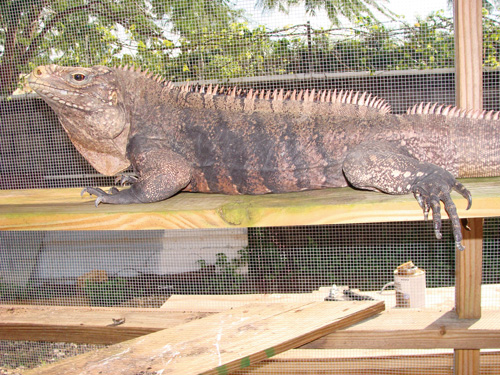 Cuban rock iguana