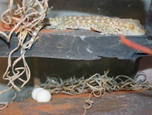 fan footed gecko