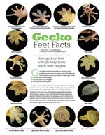 Gecko Feet Facts