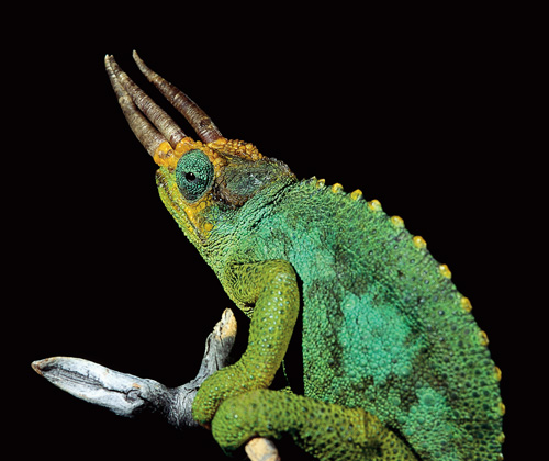 Jackson's Chameleon can birth up to 30 offspring