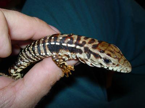 Red tegu (<em>Tupinambis rufescens</em>).