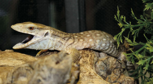 Savannah monitor