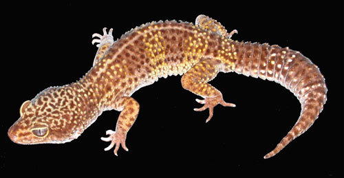 leopard gecko albino