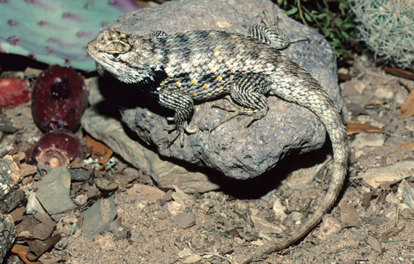 twin spotted spiny lizard