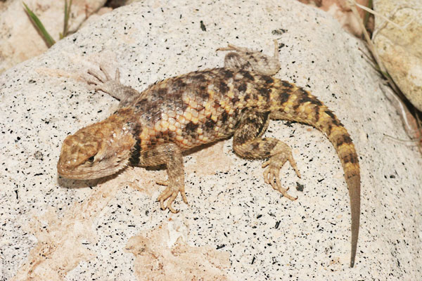 Yellow back spiny lizard