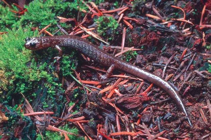 USFWS Sued For Failing To Protect Siskiyou Mountains Salamander