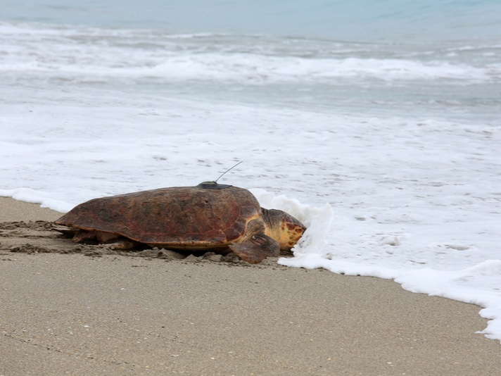 Loggerhead Turtle Treated For Red Tide Poisoning Released