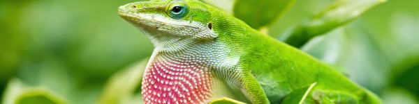 Greenanole Shutterstock 146404985