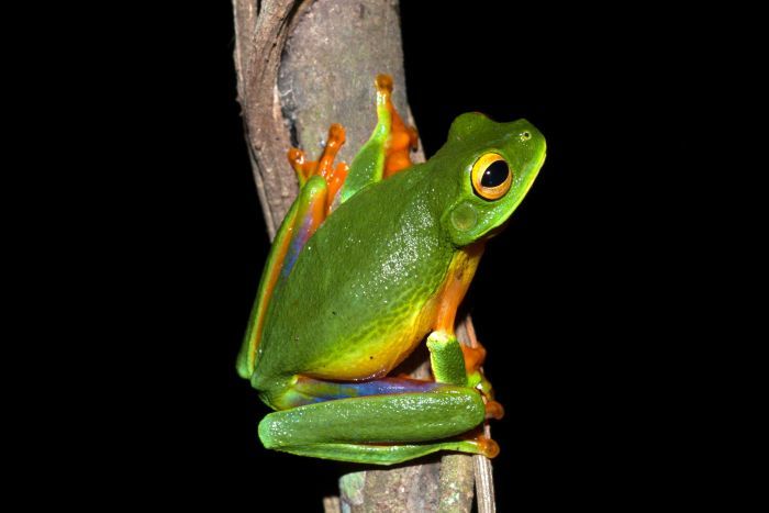 New “Graceful” Treefrog Species Discovered in Australia